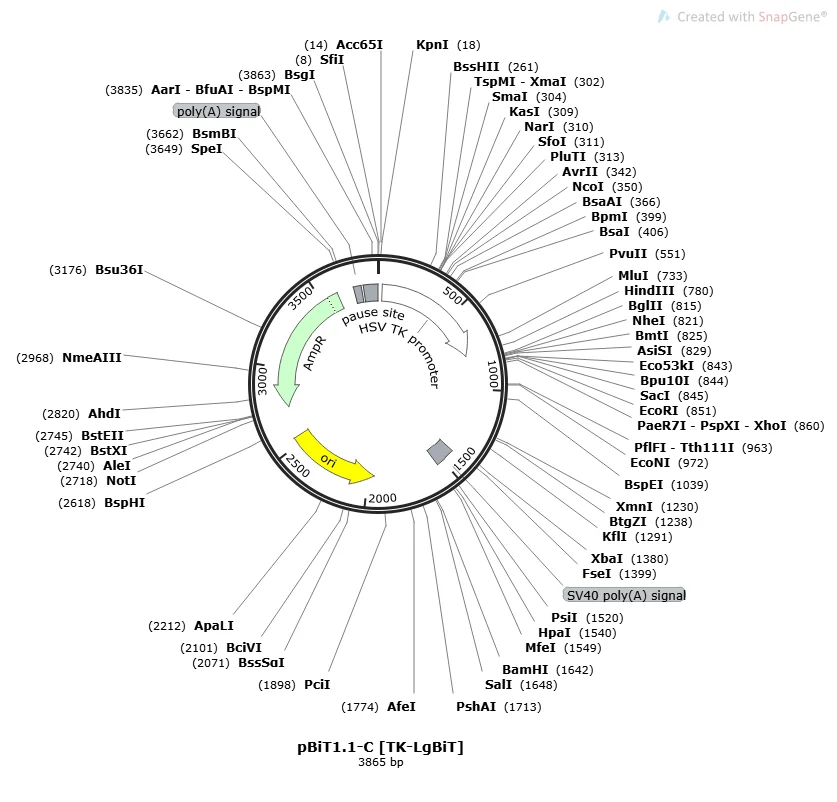 pBiT1.1-C [TK-LgBiT]